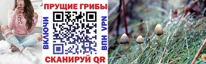 Галлюциногенные грибы прущие грибы  Корсаков 